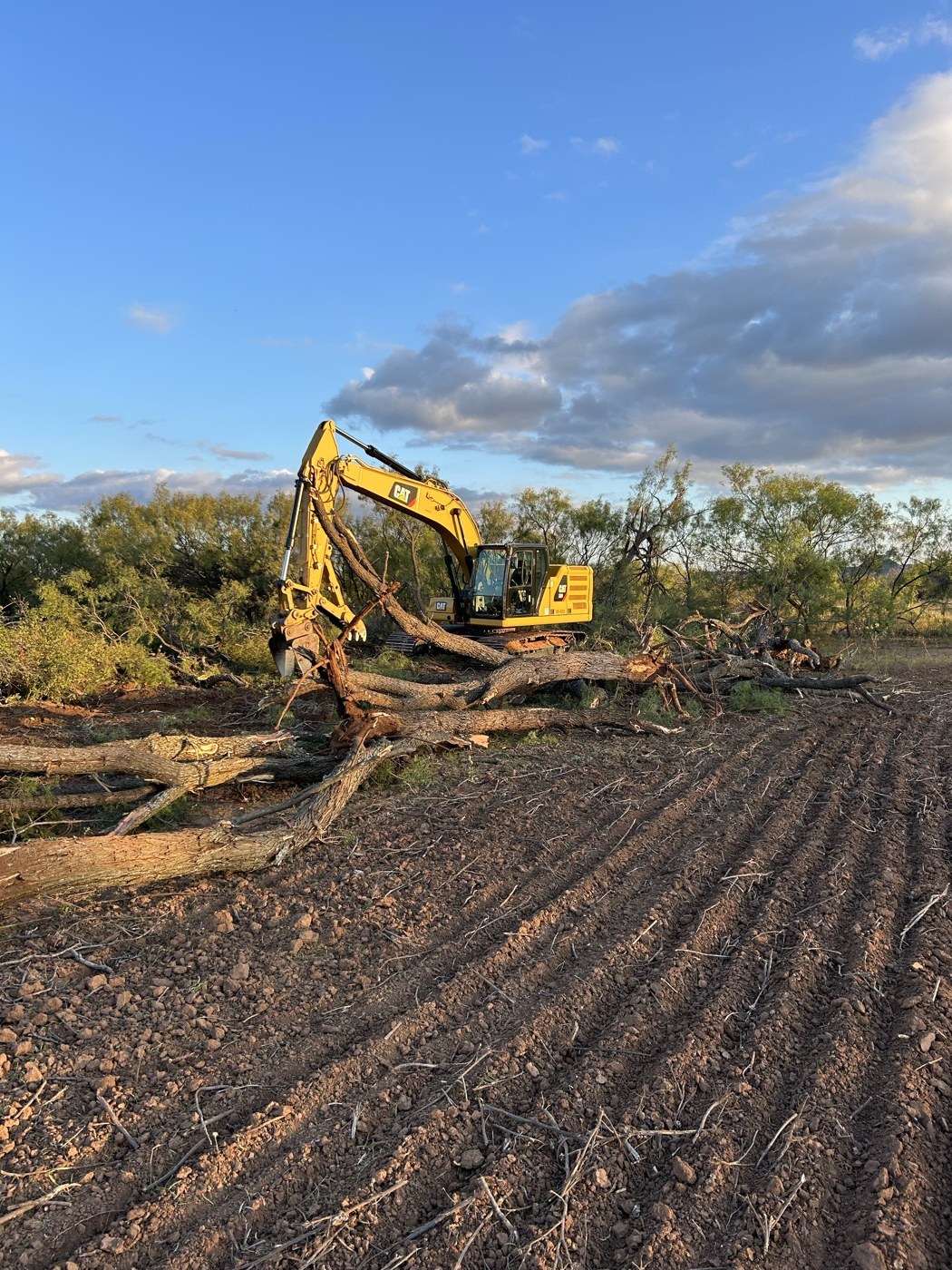 Excavator clearing brush and downed trees